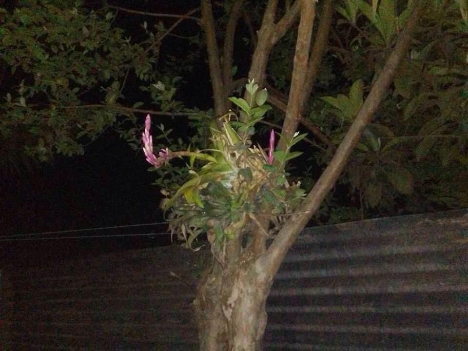 Cora Izone Hotel Coban Exterior photo